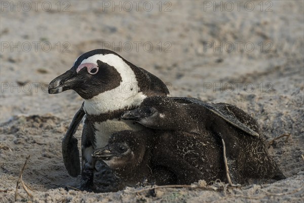 Jackass Penguins or African Penguins (Spheniscus demersus)