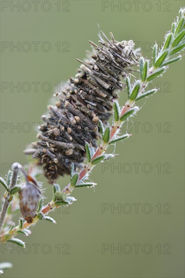 Cocoon of the Hellbrauner Moor-Sacktrager butterfly (Megalophanes viciella)