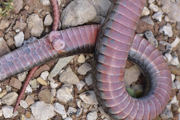 Genitals or hemipenis of a snake