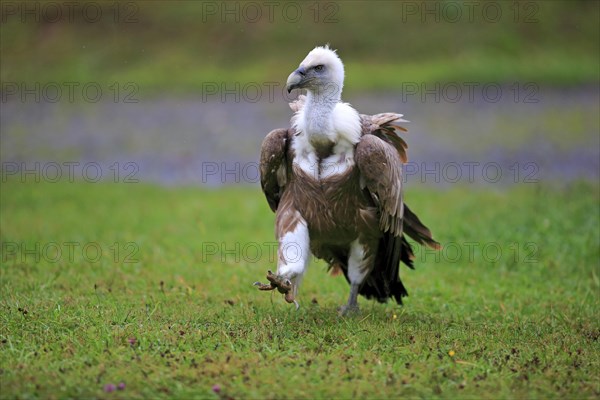 Eurasian Griffon or Griffon Vulture (Gyps fulvus)