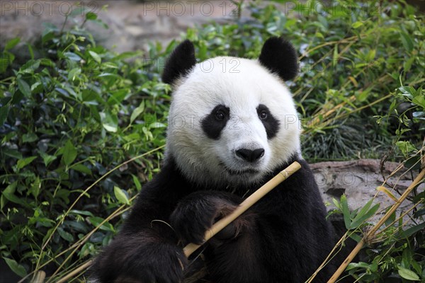 Giant Panda (Ailuropoda melanoleuca) adult