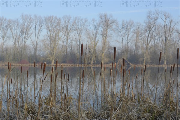 Cattail or Bulrush (Typha latifolia)