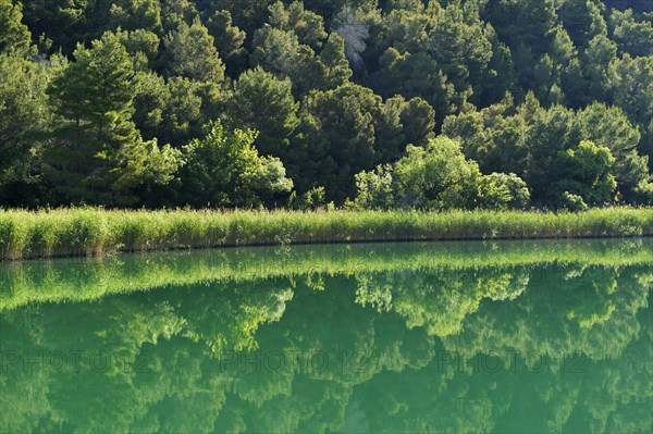 Krka river with reeds