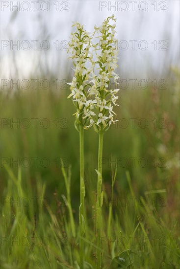 Lesser Butterfly Orchid (Platanthera bifolia)