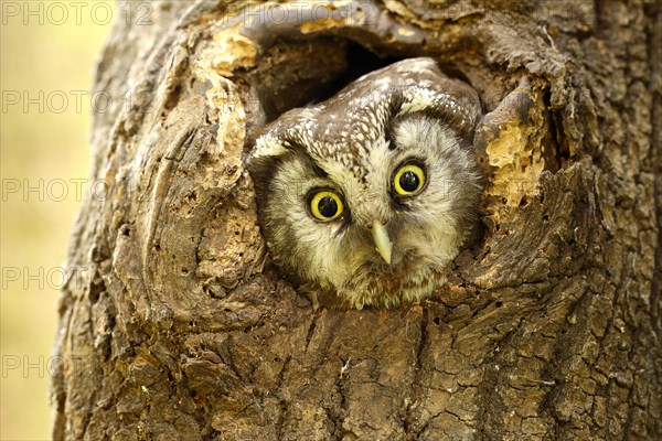 Tengmalm's owl (Aegolius funereus) looks out of his brood cave from knothole