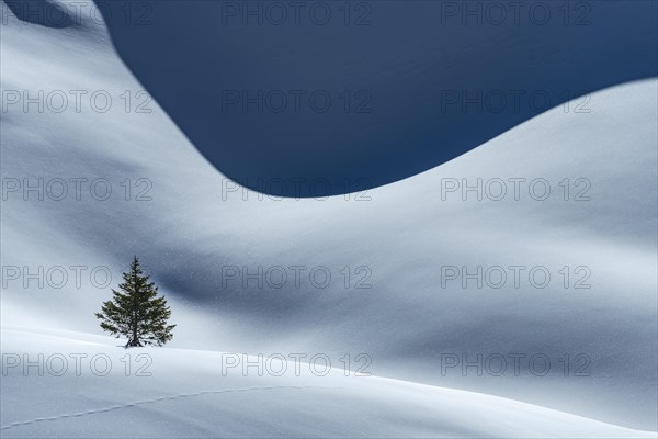 Small Spruce (Picea) on snow surface with light and shadow