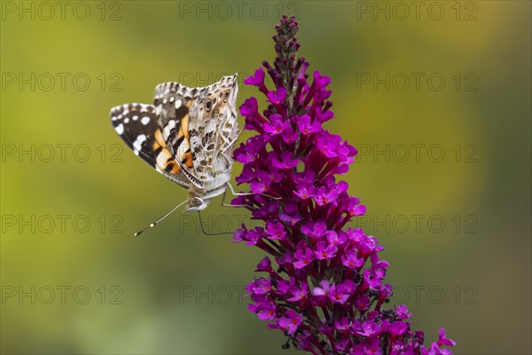 Painted lady (Vanessa cardui) on butterfly-bush (Buddleja davidii)