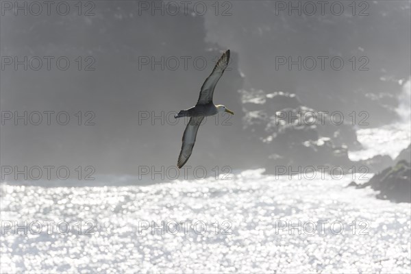 Waved Albatross or Galapagos Albatross (Phoebastria irrorata) in flight