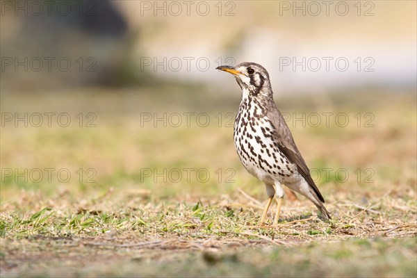 Groundscraper Thrush (Psophocichla litsipsirupa)