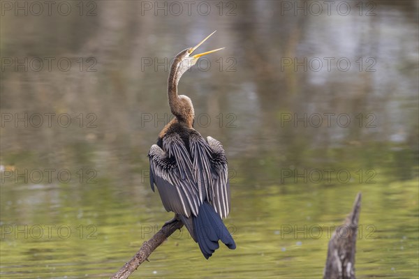 Oriental Darter (Anhinga melanogaster)