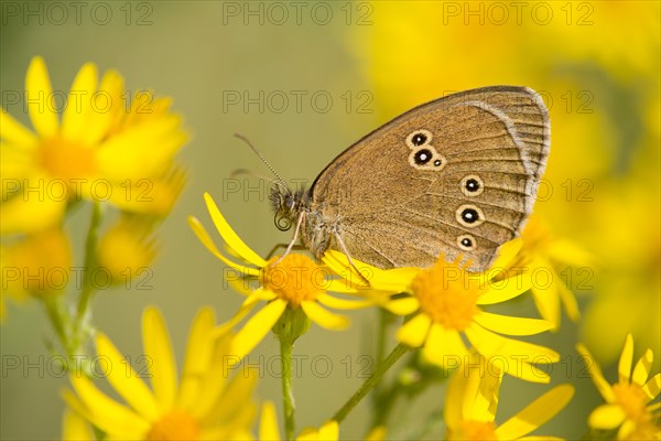 Ringlet (Aphantopus hyperantus)