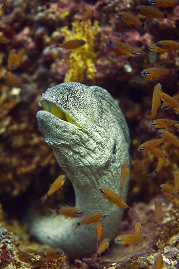 Yellowmouth Moray (Gymnothorax nudivomer)