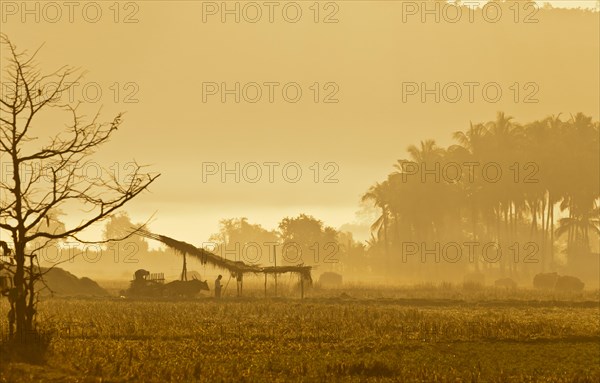 Morning mood in a rice paddy