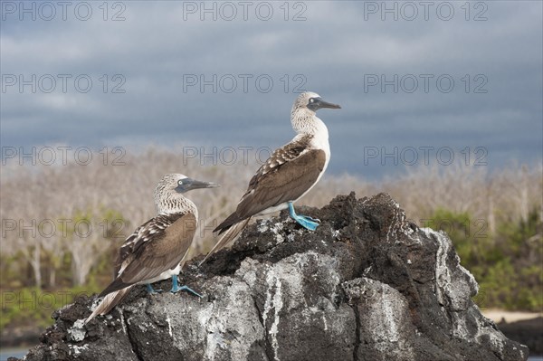 Galapagos Blue-footed Boobies (Sula nebouxii excisa)