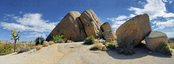 Huge granite rocks of Split Rocks with a Joshua Tree or Palm Tree Yucca (Yucca brevifolia)