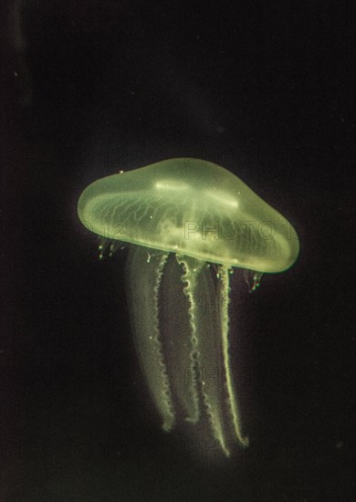 Moon Jellyfish (Aurelia aurita) in coloured light