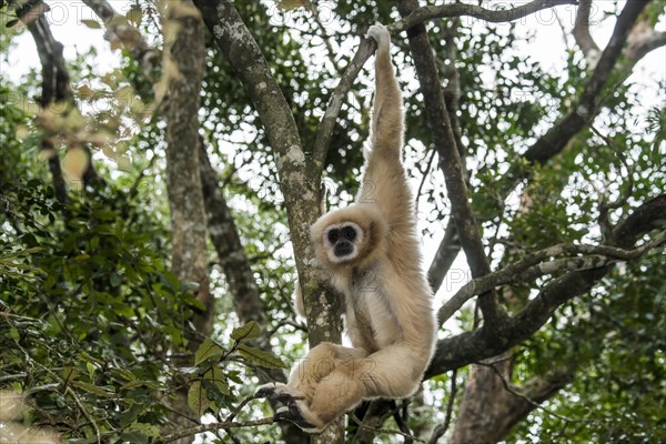 White-handed Gibbon (Hylobates lar) hanging in a tree