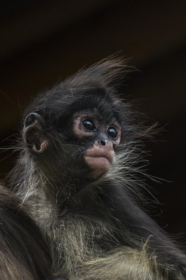 Geoffroy's Spider Monkey (Ateles geoffroyi)