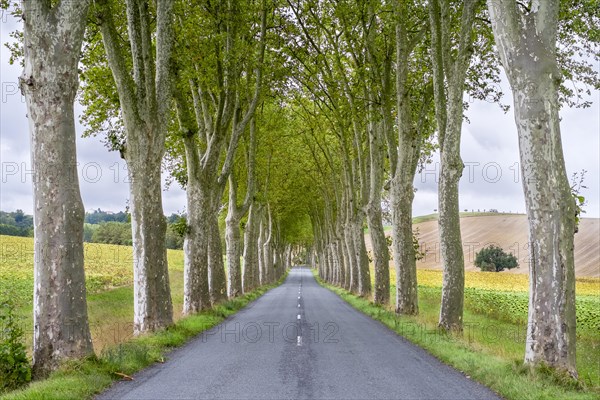 Plane trees (Platanus x acerifolia) along tree-lined road