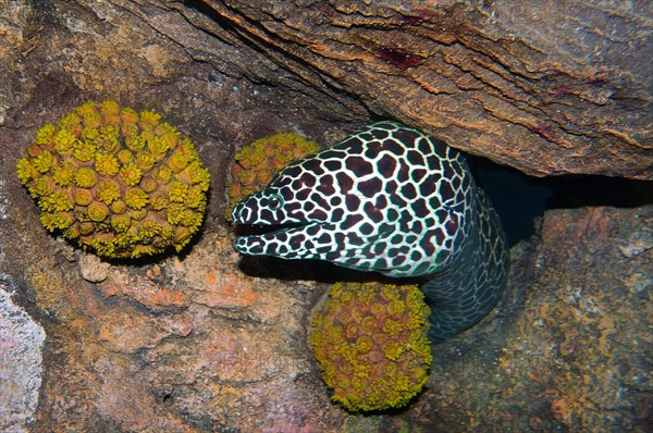 Laced Moray (Gymnothorax favagineus)