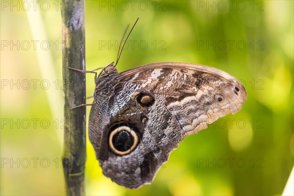 Forest Giant Owl (Caligo eurilochus)