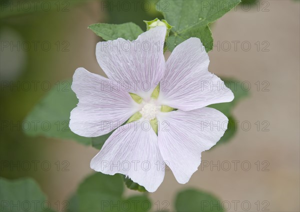 Thuringian Tree Mallow (Lavatera thuringiaca)