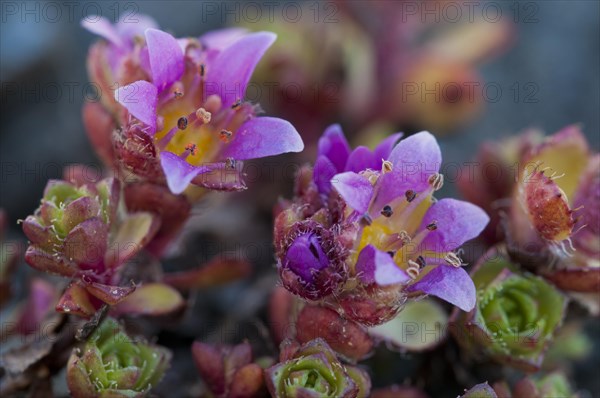 Purple Saxifrage (Saxifraga oppositifolia L.)