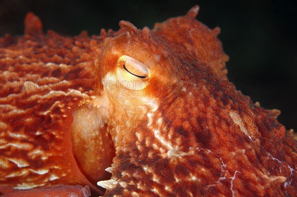 Giant Pacific Octopus