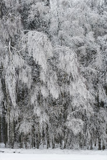 Winter forest