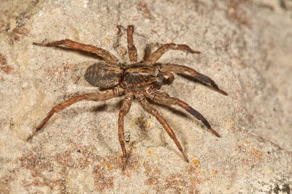 Pardosa lugubris wolf spider (Pardosa lugubris)