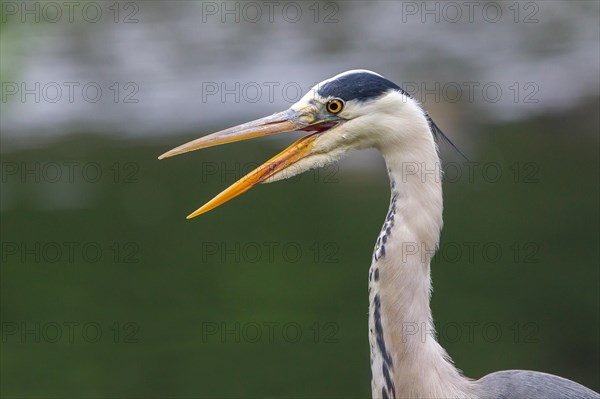 Grey Heron (Ardea cinerea)