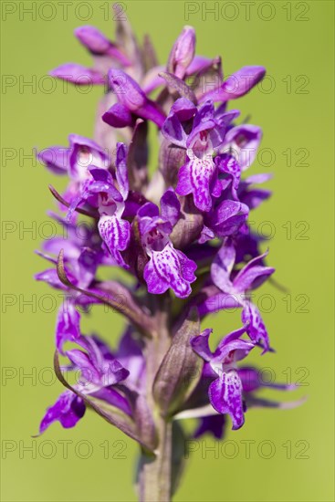 Marsh Orchid (Dactylorhiza majalis)