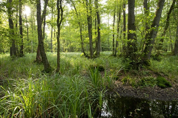 Alder carr