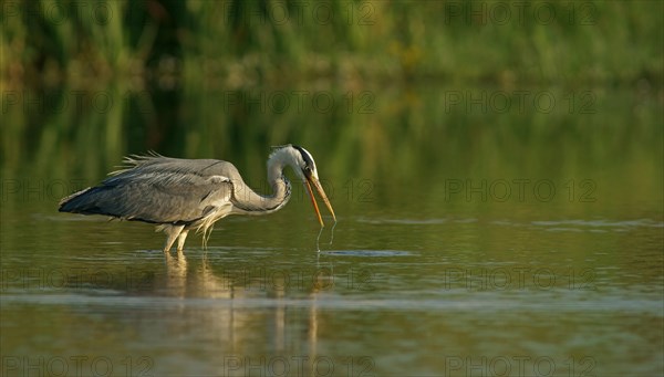 Grey Heron (Ardea cinerea)