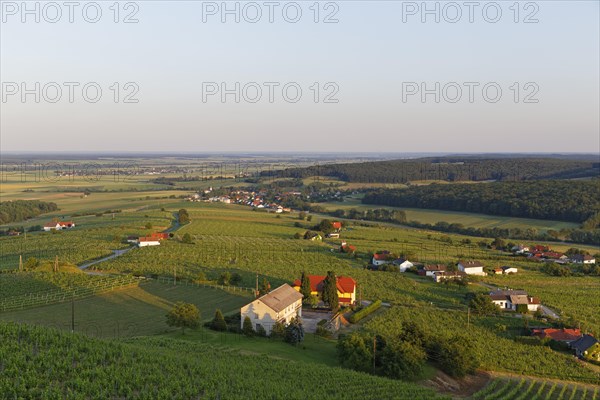 Eisenberg vineyard