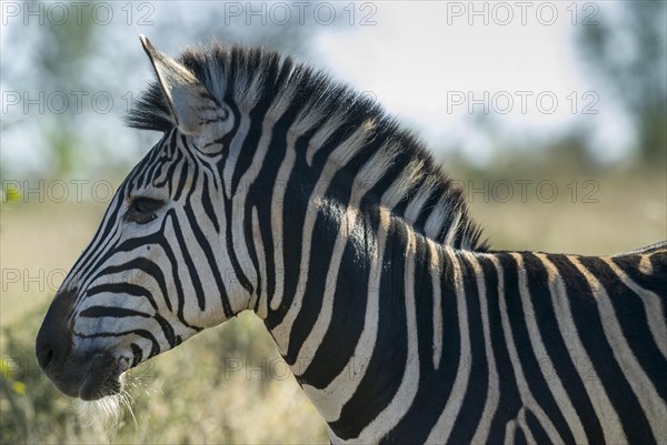 Plains Zebra (Equus quagga)