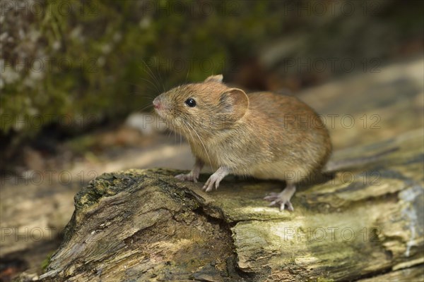 Bank vole (Myodes glareolus)