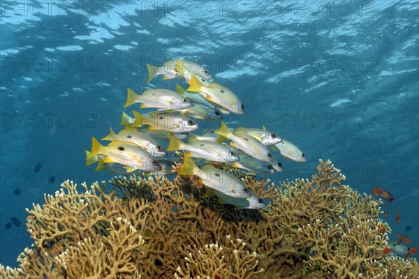 Dory snappers (Lutjanus fulviflamma) over Net Fire Coral (Millepora dichotoma)