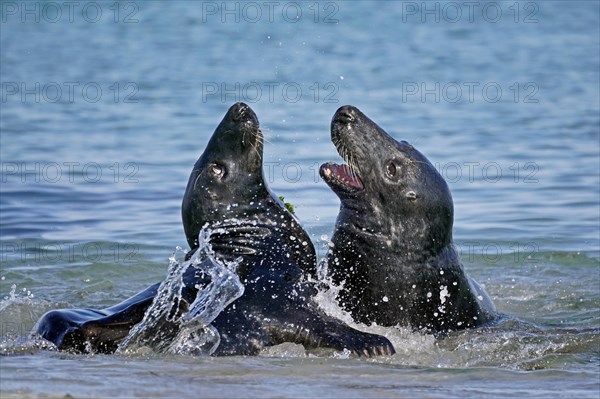 Two Grey seals (Halichoerus grypus) fighting in shallow water