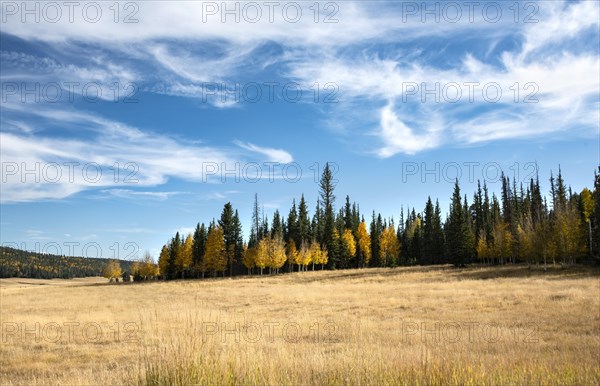 Autumnal colored aspen (Populus sp.) between Spruces (Picea)