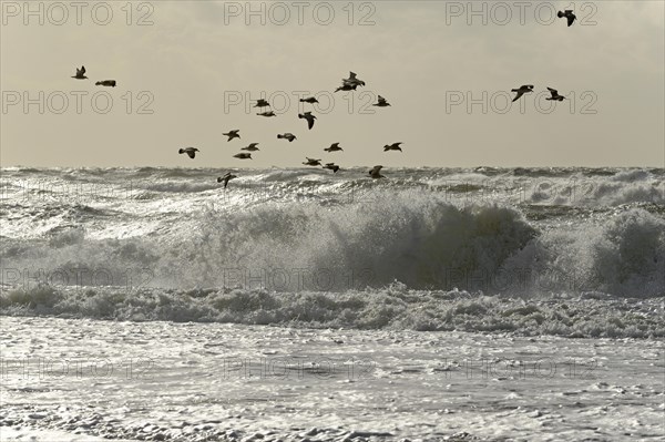 European herring gulls (Larus argentatus) flying over the stormy North Sea
