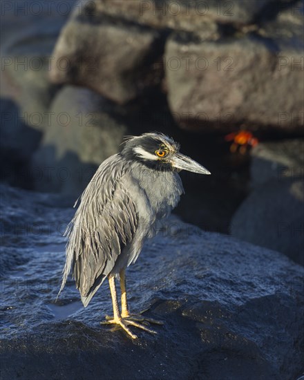 Yellow-crowned Night Heron (Nyctanassa violacea