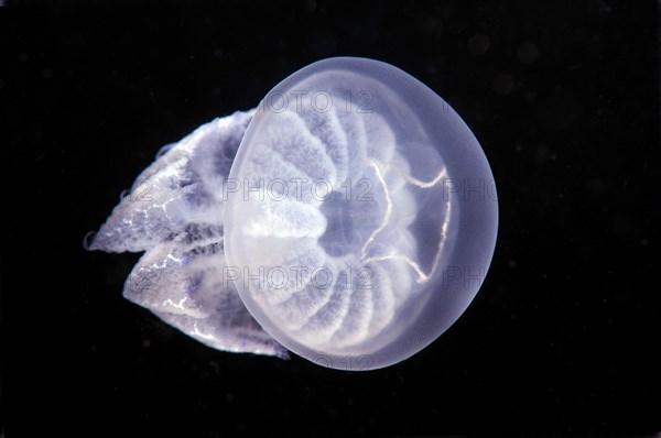 Barrel Jellyfish (Rhizostoma pulmo)