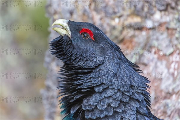 Capercaillie (Tetrao urogallus)