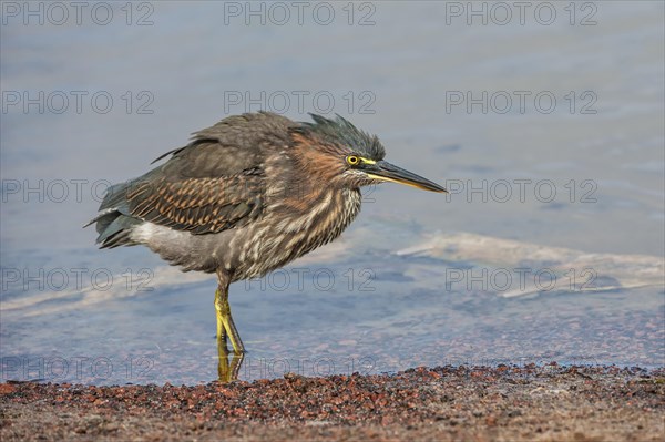 Striated Heron (Butorides striata)