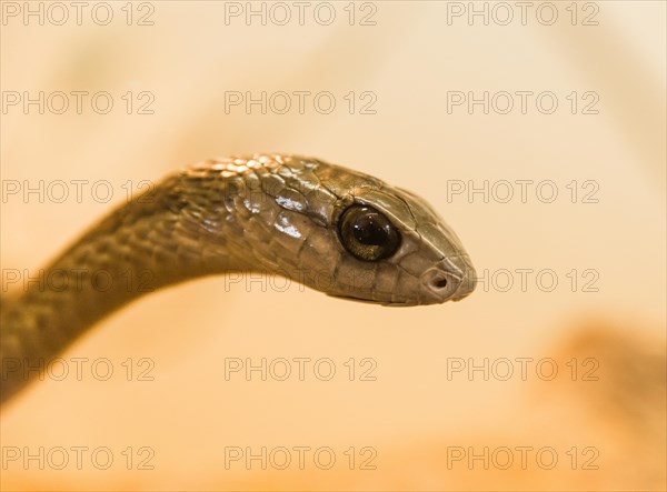 Boomslang (Dispholidus typus)