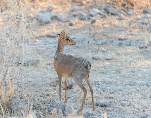 Kirk's dik-dik (Madoqua kirki)