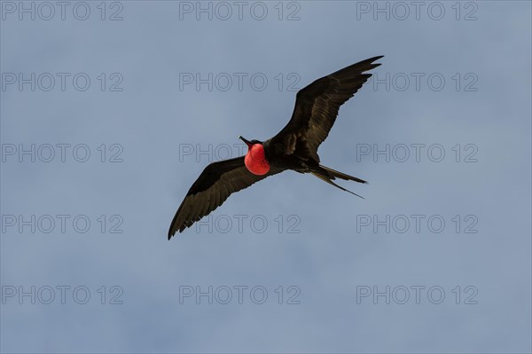 Great Frigatebird (Fregata minor)