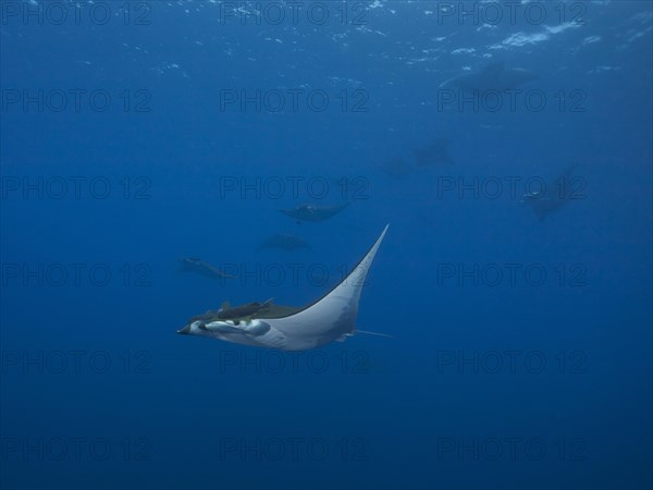 Sicklefin Devil Rays or Box Rays (Mobula tarapacana)