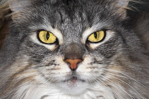 Maine Coon cat